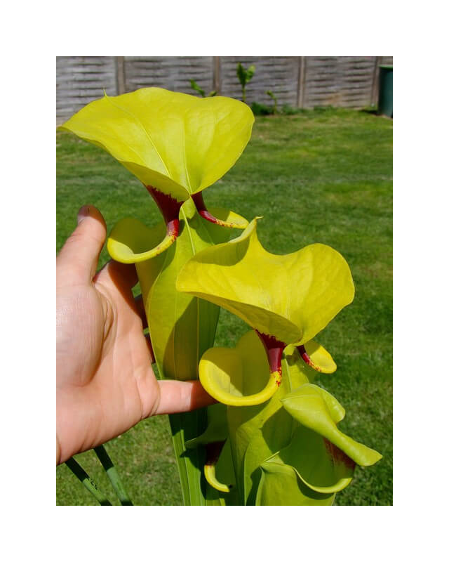 S. flava var. rugelii -- giant robust clone,(PM)( F18-MK)