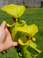 S. flava var. rugelii -- giant robust clone,(PM)( F18-MK)