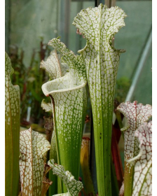 S. leucophylla -- `Hurricane Creek White'