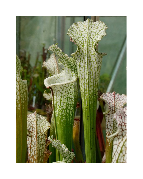 S. leucophylla -- `Hurricane Creek White'