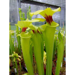 Sarracenia flava var. rugelii -- no veins, with a red ring in the neck-var. rugelii