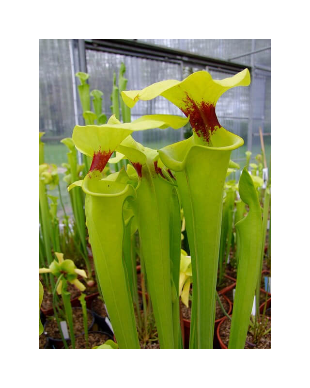 Sarracenia flava var. rugelii -- Telogia, Fla. ,(WS) ( F140B MK)-var. rugelii