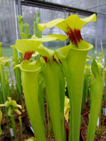 S. flava var. rugelii -- Telogia, Fla. ,(WS) ( F140B MK)