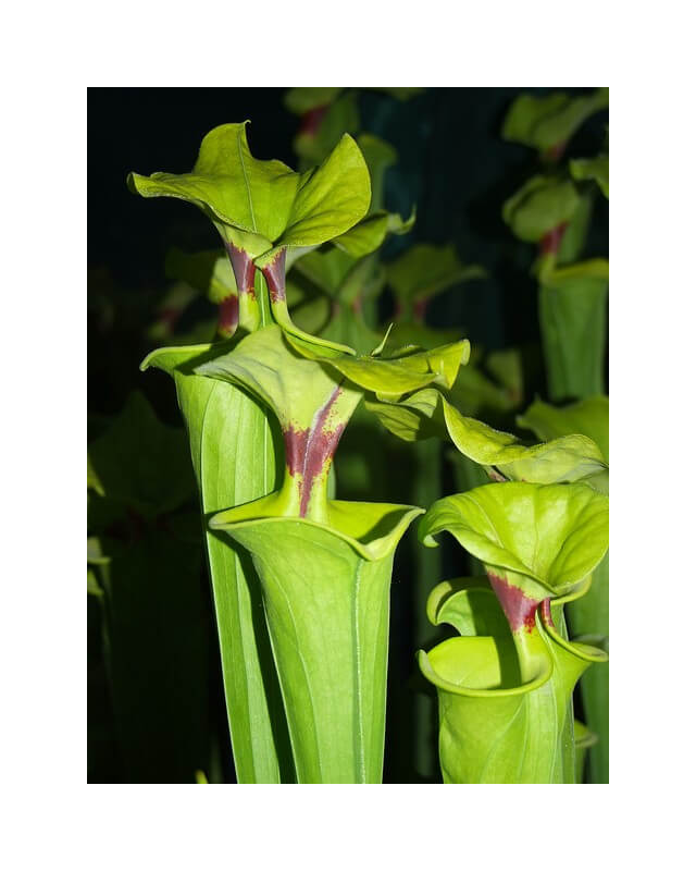 S. flava var. rugelii -- Telogia, FL.(WS). Very large from, (F140A MK)