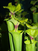 S. flava var. rugelii -- Telogia, FL.(WS). Very large from, (F140A MK)