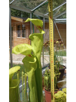 S. flava var. flava, giant form