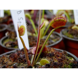 Dionaea 'patch'-Dionaea