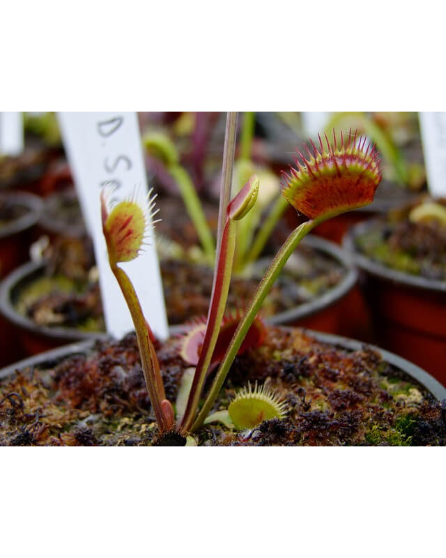 D. muscipula 'spotty'