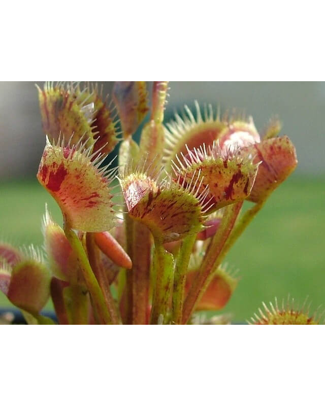 D. muscipula 'spotty'