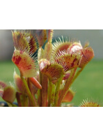 D. muscipula 'spotty'