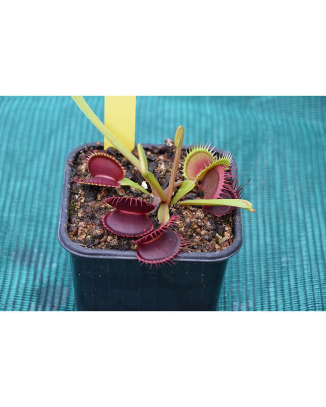 Dionaea 'SL 15', piranha teeth