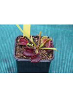 Dionaea 'SL 15', piranha teeth
