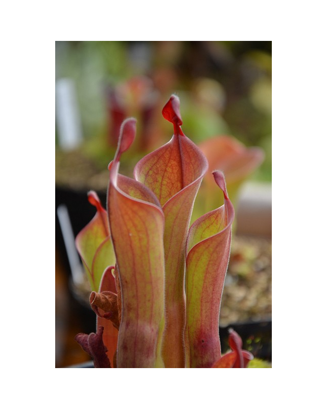 Heliamphora parva