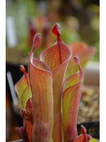 Heliamphora parva
