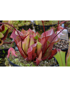Heliamphora collina 'Foothill Testigos'