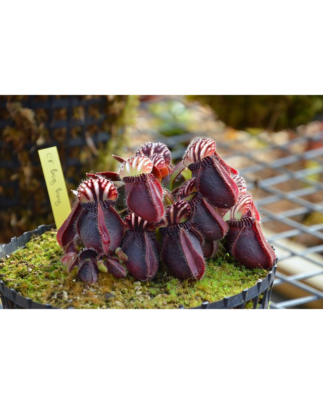 Cephalotus follicularis 'Big boy' 