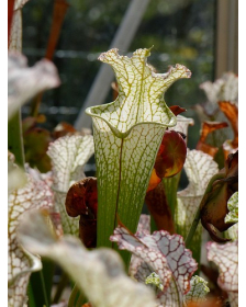 S. leucophylla -- Green/white