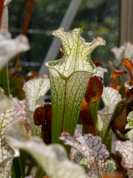 S. leucophylla -- Green/white