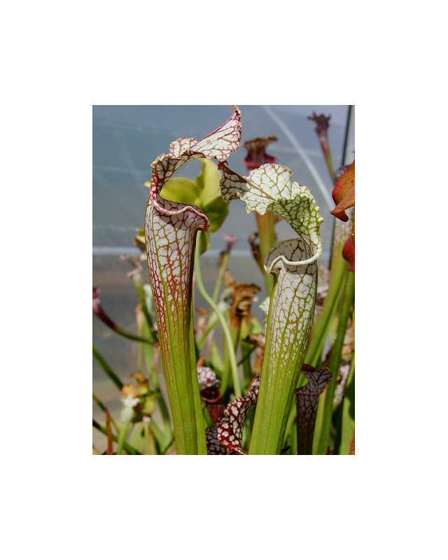 S. leucophylla -- Green/white