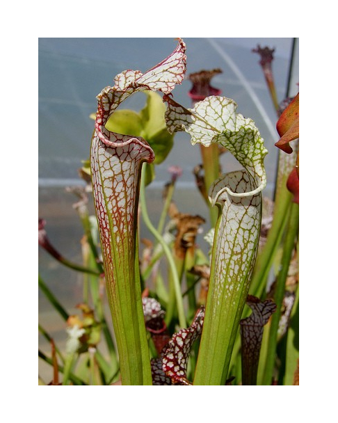 S. leucophylla -- Green/white