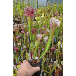 ((S.purpurea x leucophylla) x purp.venosa) x 'Adrian Slack')-Sarracenia hybrides