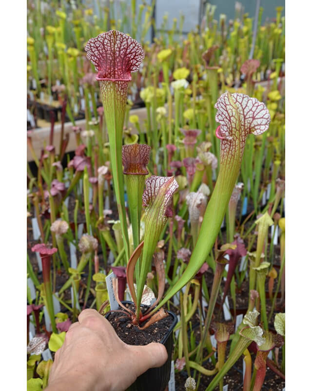 ((S.purpurea x leucophylla) x purp.venosa) x 'Adrian Slack')-Sarracenia hybrides