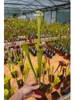 S.x Moorei -- Marston Exotics 1987 clone(H24,MK,MK)