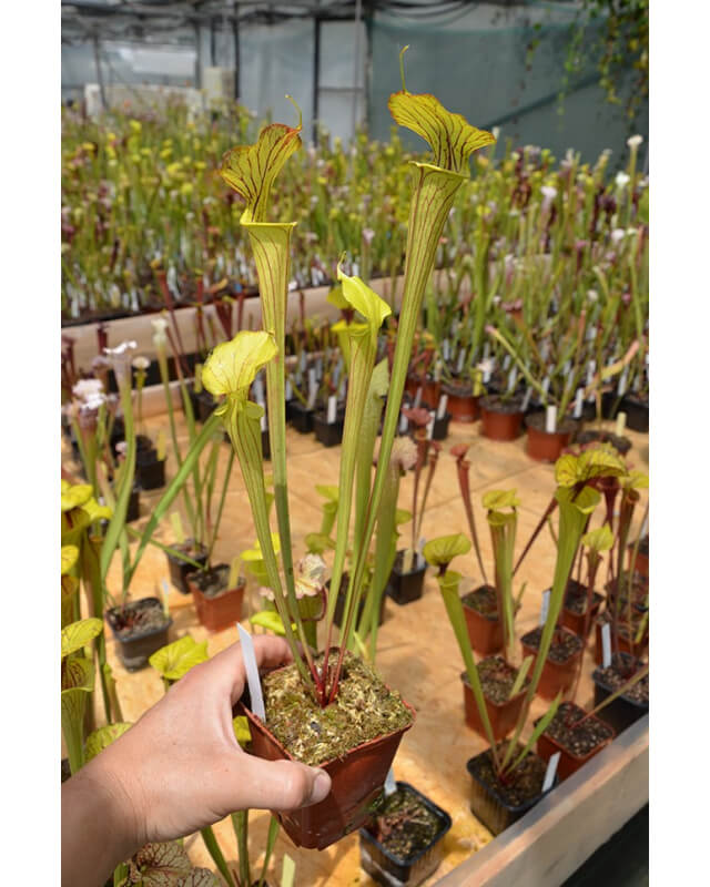 S. flava -- long apicule