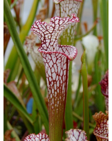 SL60 S. leucophylla -- whiting field