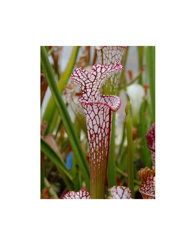 SL60 S. leucophylla -- whiting field