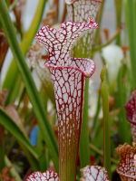 SL60 S. leucophylla -- whiting field