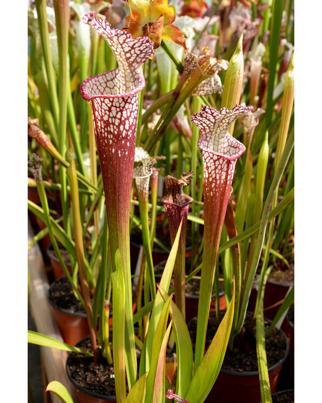 S. leucophylla -- Franklin County A X B
