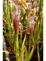 S. leucophylla -- Franklin County A X B