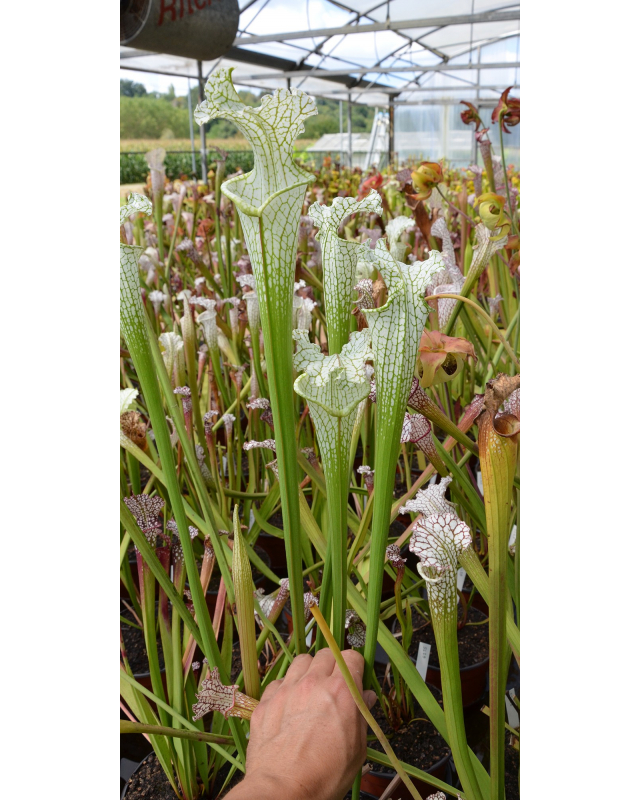 S. leucophylla -- Stocky white top,Citronelle,AL,(PW) L02 MK