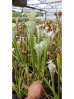 S. leucophylla -- Stocky white top,Citronelle,AL,(PW) L02 MK