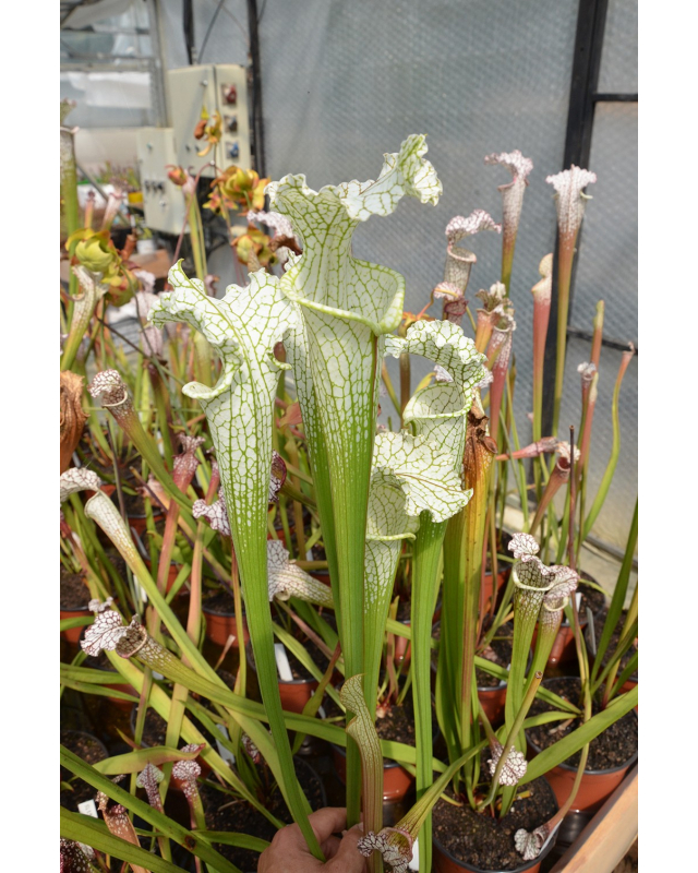 S. leucophylla -- Stocky white top,Citronelle,AL,(PW) L02 MK