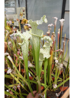 SL69 S. leucophylla -- Stocky white top,Citronelle,AL,(PW) L02 MK