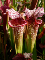 S.x Moorei -- 'Helen Mary', (H182,MK)