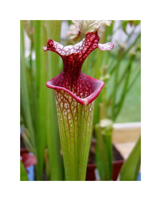 S.x Moorei -- 'Helen Mary', (H182,MK)