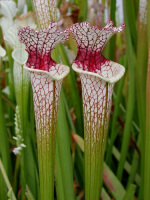 SL61 S. leucophylla -- red stripe throat
