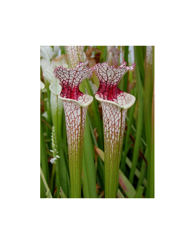 SL61 S. leucophylla -- red stripe throat SL61 S. leucophylla -- red stripe throat