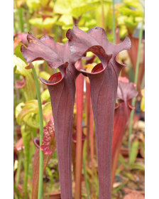 S.'Alucard' (Phil Faulisi hybrid)