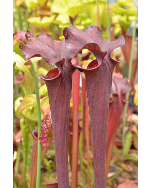 S.'Alucard' (Phil Faulisi hybrid)