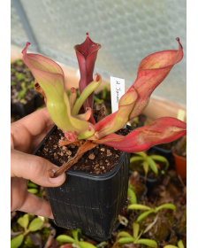 Heliamphora ionasii (Ilu Tepui)