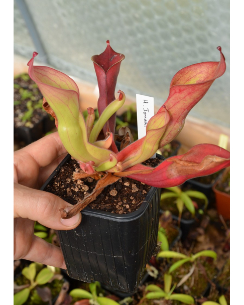 Heliamphora ionasii (Ilu Tepui)