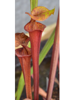 Sarracenia "Manky"