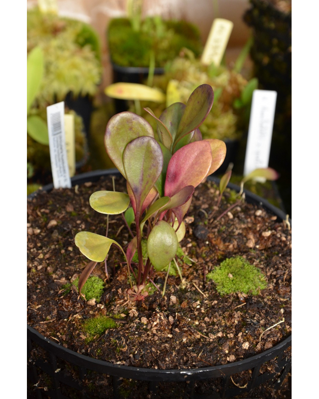 Utricularia humboldtii x quelchii