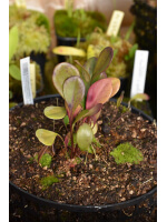 Utricularia humboldtii x quelchii