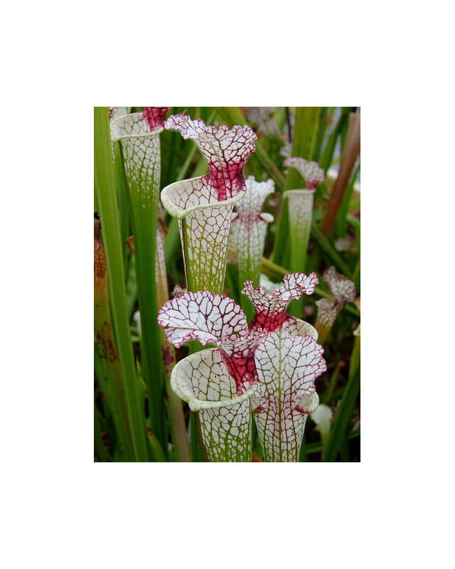SL61 S. leucophylla -- red stripe throat