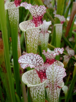 SL61 S. leucophylla -- red stripe throat
